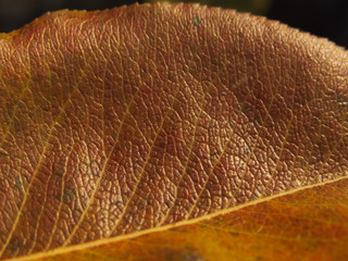 Autumn pear leaf - 235547494