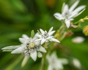 white flower