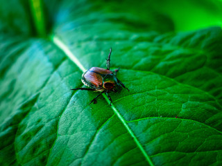 Bug on a Leaf