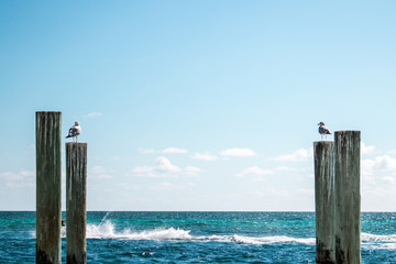 Sea Gulls at the Beach