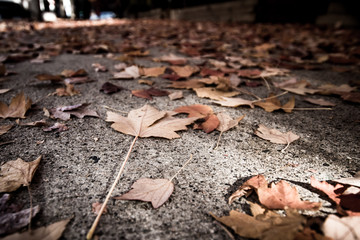 Autumn Leaves on the Ground
