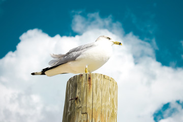 Sea Gulls at the Beach