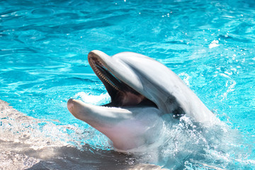 Dolphine in the ocean