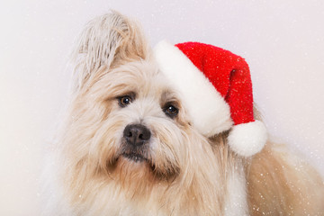 Cute christmas dog with santa hat