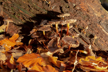 Unfurled mushrooms