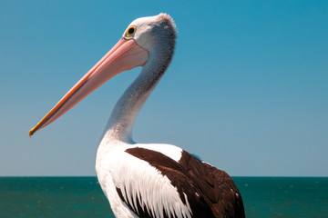 Fototapeta na wymiar Portrait of a Pelican