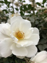 Rosa blanca