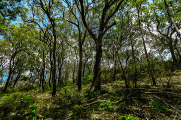 Fototapeta na wymiar Path of Trees in the Forest on Fraser Island