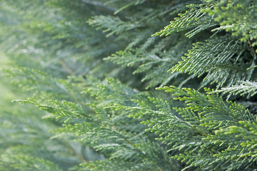 stream in the forest