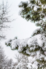 Beschneiter Ast im Winter