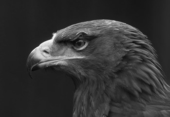 eagle portrait with black background 