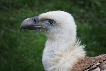 vulture portrait with natural background;