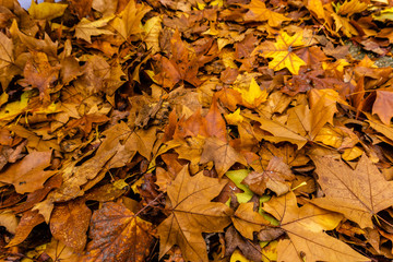 fallen leaves in autumn forest at sunny weather
