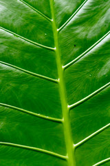 green leaf background
