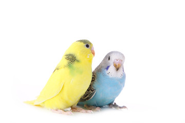 Little yellow and blue budgerigars isolated on white background