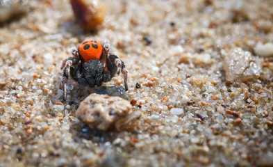 Rote Röhrenspinne am Strand