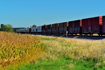 Fototapeta premium A freight train passing through agricultural country in rural Illinois. The color of the corn signals the oncoming of autumn on this sunny late summer afternoon.