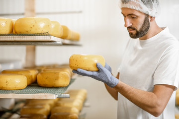 Man checking the quality of the fresh cheese wheels after the waxing and salting process at the...