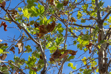 Leaf