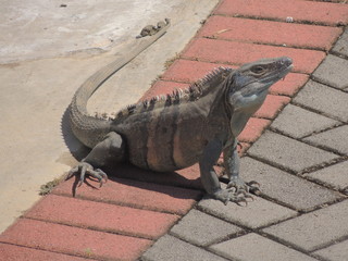 Iguana Costa Rica