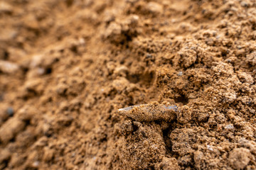 Closeup View of the Shot Bullet with Ballistic Marks in Sands