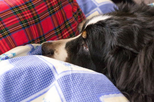 Close up Bernese Mountain Dog. Sleeping time. Dog is sleeping on human's bed.
