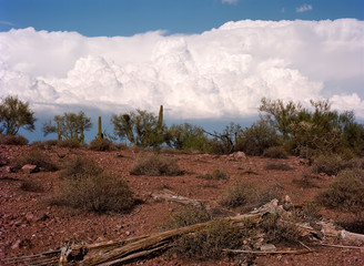 Dead Saguaro Cactus Sonora Desert Arizona