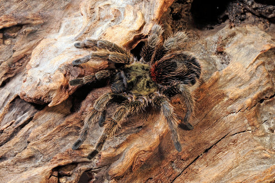 Chilenische Vogelspinne (Euathlus truculentus) - tarantula from Chile
