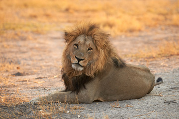 Male lion lying