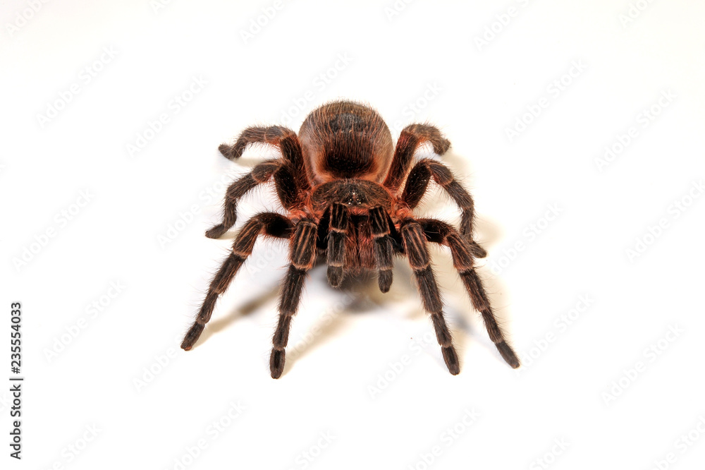 Wall mural Rote Vogelspinne aus Chile (Euathlus vulpinus) red tarantula from Chile