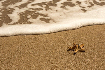 Fototapeta na wymiar starfish on sea sandy beach. summer background.