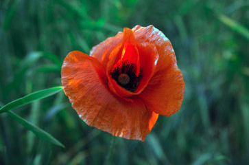 wild poppy flower at sunset