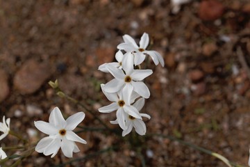Narcissus elegans, a wild growing narcissus of the Mediterranean area.