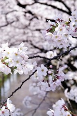 Cherry blossoms along the river.