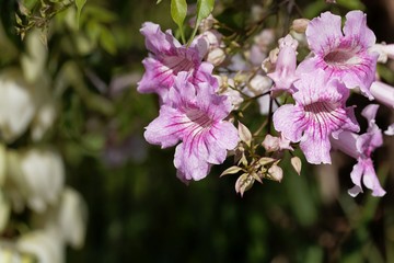 Pink trumpetflower (Podranea ricasoliana)