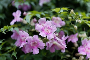 Obraz na płótnie Canvas Pink trumpetflower (Podranea ricasoliana)