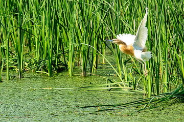 Naklejka premium Typical landscape at swamp area of Imperial Pond (Carska bara), large natural habitat for birds and other animals from Serbia. Wading bird on the photo. Bird in flight.
