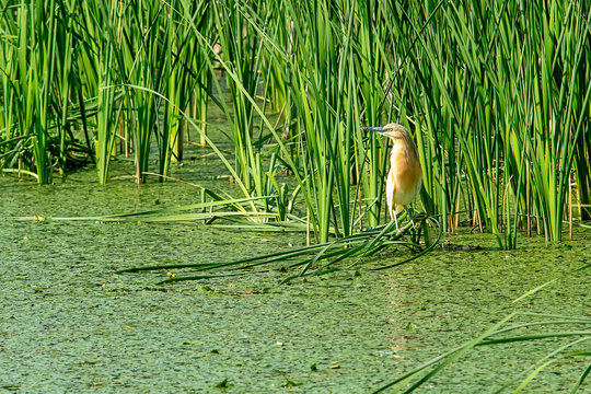 Typical landscape at swamp area of Imperial Pond (Carska bara), large natural habitat for birds and other animals from Serbia. Wading bird on the photo.