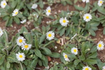 Southern daisy (Bellis sylvestris) © ChrWeiss
