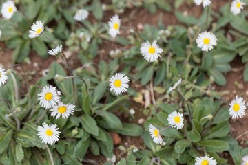 Southern daisy (Bellis sylvestris)