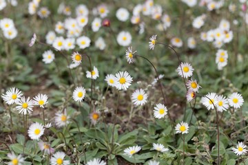 Southern daisy (Bellis sylvestris) © ChrWeiss