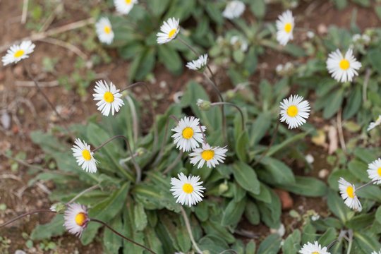 Southern daisy (Bellis sylvestris)
