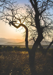 Crooked tree against a mountainous background