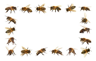 bee or honeybee isolated on the white background