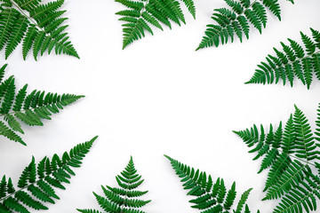Green fern frame on white background