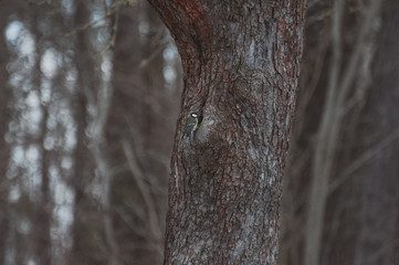 Yellow Bird Great Tit On A Branch Of A Tree In Late Winter