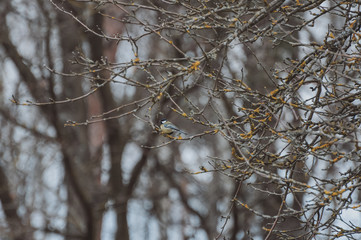 Yellow Bird Great Tit On A Branch Of A Tree In Late Winter