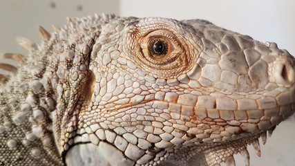 gekko, repteis, animais, iguana, dragão, olho, fauna, natureza, barba, inóspito, escala, verde,...