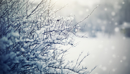  Snow-covered branches of bushes in cloudy snow weather.