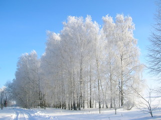  birch. snow. winter.